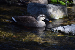 DSC_1314 白鳥庭園H30.3