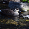 DSC_1314 白鳥庭園H30.3