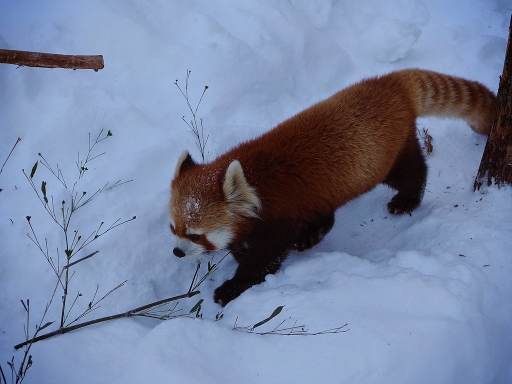 レッサーパンダ