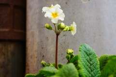 DSC02994