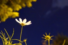 DSC06733