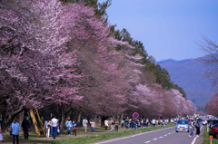 二十間道路桜並木