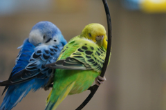 インコ