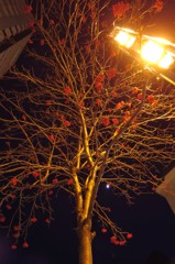 IMG_2162