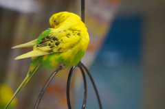 インコ