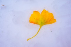 落ち葉と雪
