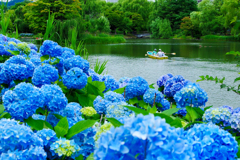 紫陽花