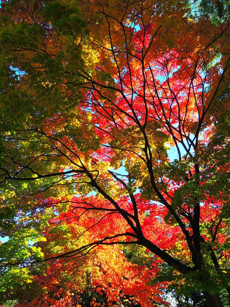 紅葉へ