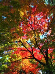 紅葉へ