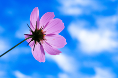 秋桜