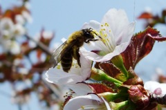 蜂
