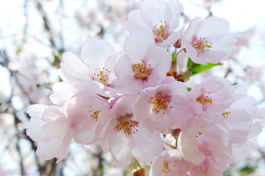 桜