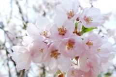 桜