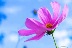 秋桜