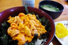 サロマ産ウニ丼