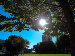 朝の公園