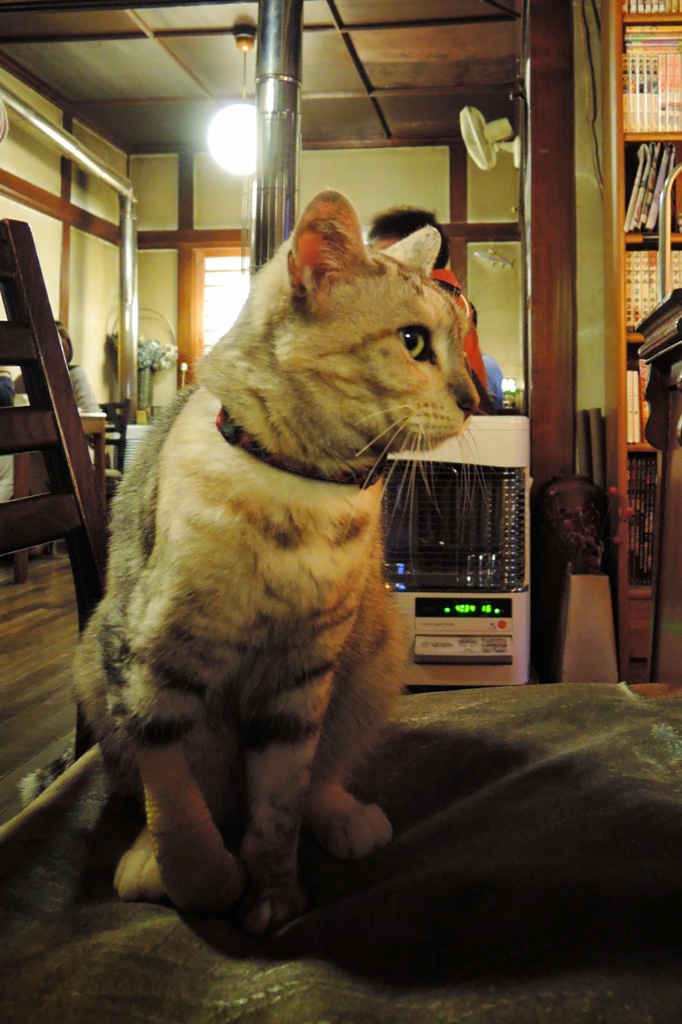 看板にゃんこ