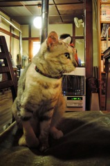 看板にゃんこ