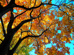 紅葉
