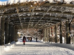 中島公園の雪景色