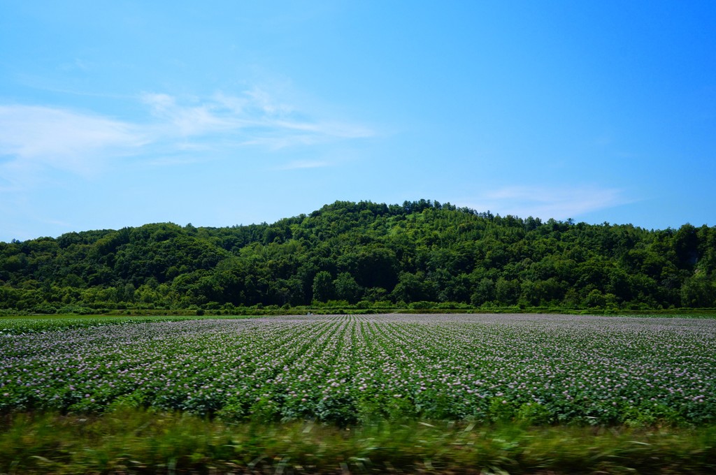 初夏