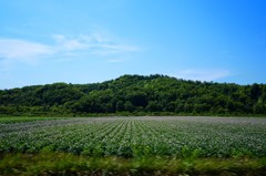 初夏