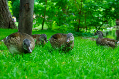 赤れんが庁舎のカモ