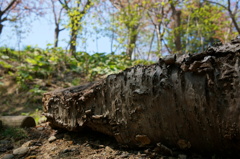 2014-05-10 12.33.19
