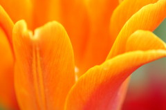 Orange World