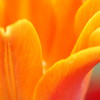 Orange World