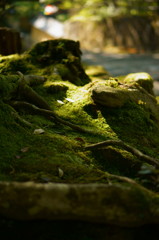 Moss green