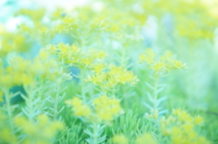 Airy green 