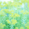 Airy green 