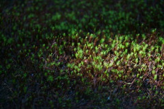 Little Moss