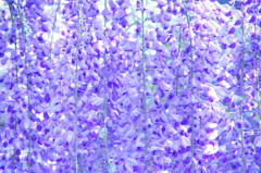 JAPANESE WISTERIA