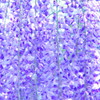 JAPANESE WISTERIA