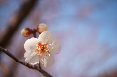 早春の梅花