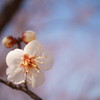 早春の梅花