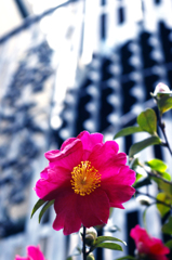 アメ横の路地裏にて