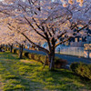 多摩川中央公園　さくら　06