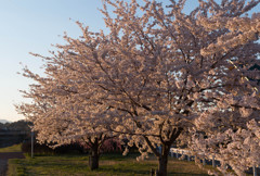 多摩川中央公園　さくら　04