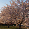 多摩川中央公園　さくら　04