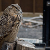 何フクロウだっけか・・・