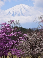 Mt.Fuji with spring flowers