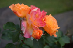 Graceful roses in the evening breeze.