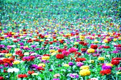 Flower garden like Magical Eye Picture 