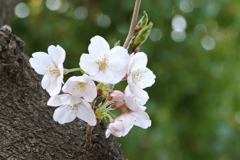 Hello cherry blossoms