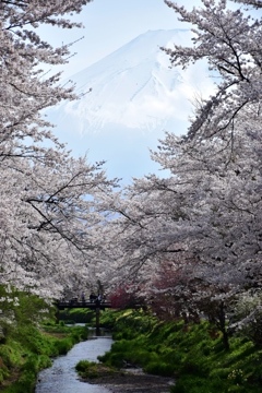 Mt.Fuji with cherry blossoms