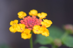 Lantana camara after the rain