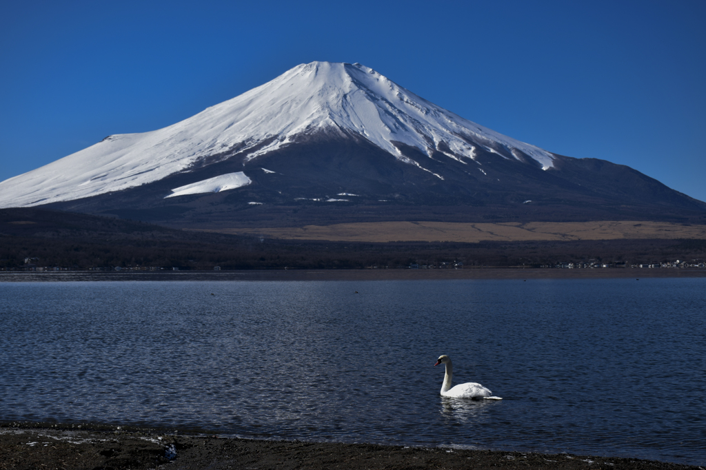 with a swan